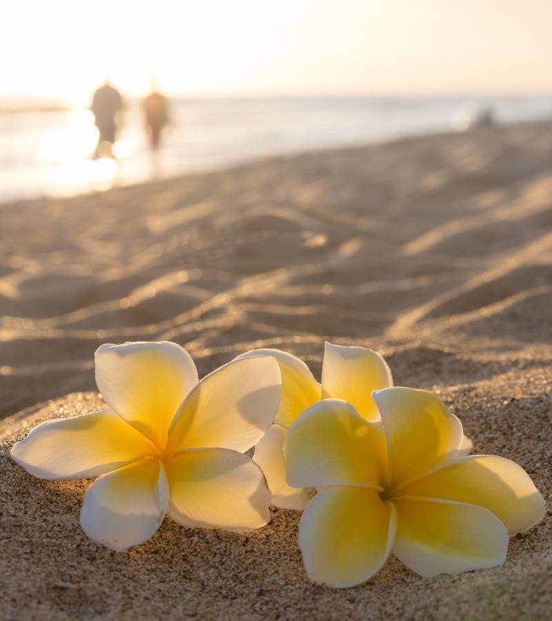 Oahu_beach_flower